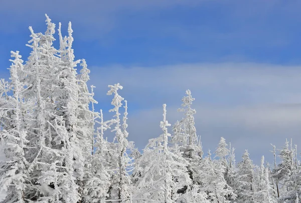 雪覆われた山の森林 — ストック写真