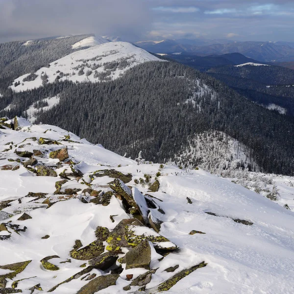 Foresta Montana Innevata — Foto Stock