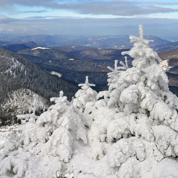 Invierno Una Ladera Paisaje Montaña — Foto de Stock