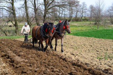 Kalush, Ukrayna - 4 Nisan 2016: Batı Ukrayna 'nın Kalush kenti yakınlarında elle çekilen bir at sürücüsü tarafından bir bahar tarlasına izin verilmesi.