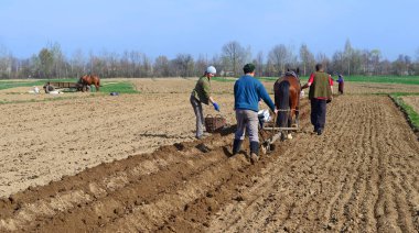 Kalush, Ukraine  April 25: At planting potatoes near the town Kalush, Western Ukraine April 25, 2017.