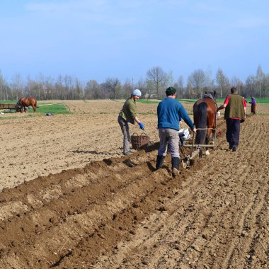 Kalush, Ukraine  April 25: At planting potatoes near the town Kalush, Western Ukraine April 25, 2017.