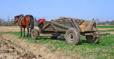 horse harnessed to a cart in a field