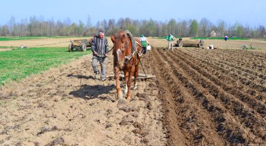 Kalush, Ukraine  April 25: At planting potatoes near the town Kalush, Western Ukraine April 25, 2017.