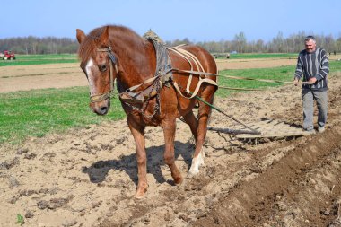 Kalush, Ukrayna - 23 Nisan 2015: Batı Ukrayna 'nın Kalush kenti yakınlarında elle çekilen bir at sürücüsü tarafından bir bahar tarlasının savunulması