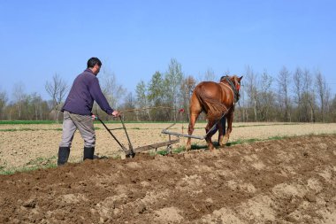 Kalush, Ukraine  April 25: At planting potatoes near the town Kalush, Western Ukraine April 25, 2017.