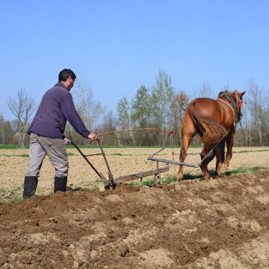 Kalush, Ukraine  April 25: At planting potatoes near the town Kalush, Western Ukraine April 25, 2017.