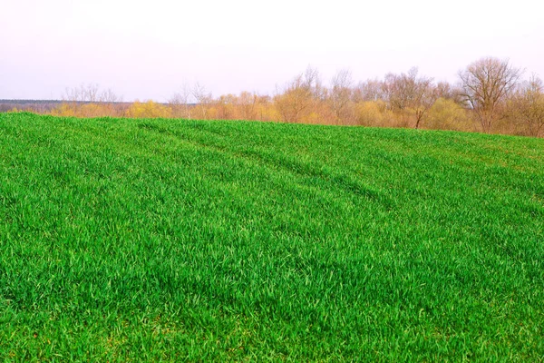 Feld Aus Grünem Gras — Stockfoto