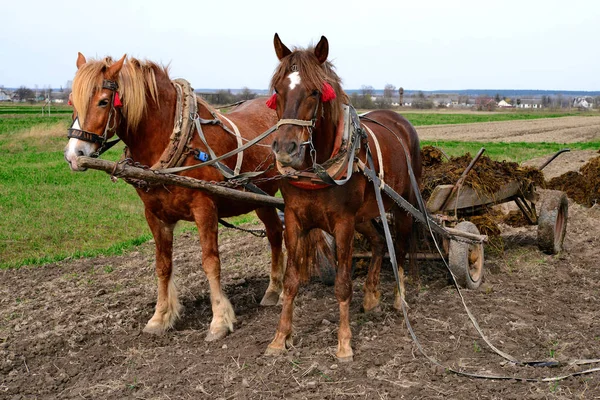 Horses Harnessed Cart Field — Photo