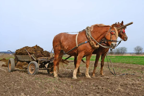Horses Harnessed Cart Field — Photo