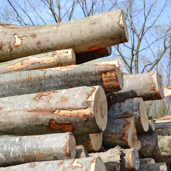 Aufbereitung Und Holzlagerung Einer Industriellen Landschaft — Stockfoto