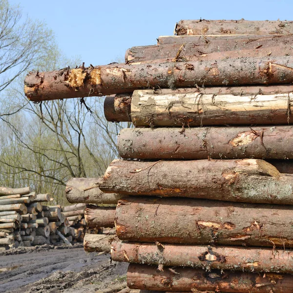 Aufbereitung Und Holzlagerung Einer Industriellen Landschaft — Stockfoto