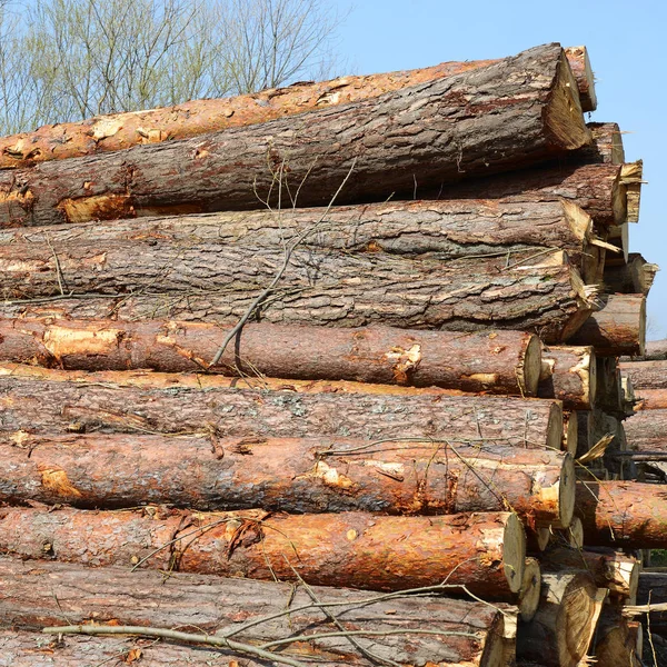 Preparation Wood Warehousing Industrial Landscape — Stock Photo, Image