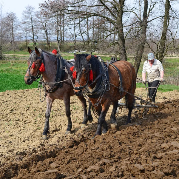 Kalush Ukraine April Fallowing Spring Field Manual Plow Horse Drawn — 图库照片