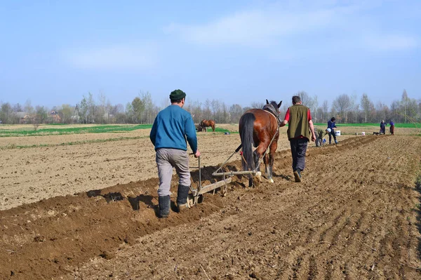 Kalush Ukraine April Planting Potatoes Town Kalush Western Ukraine April — 图库照片