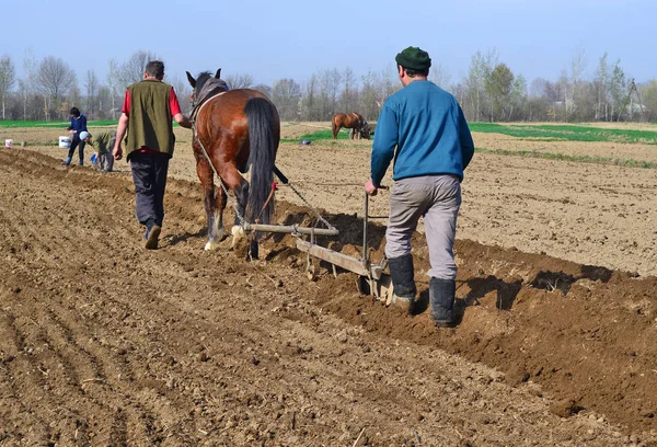 Kalush Oekraïne April Bij Het Planten Van Aardappelen Buurt Van — Stockfoto