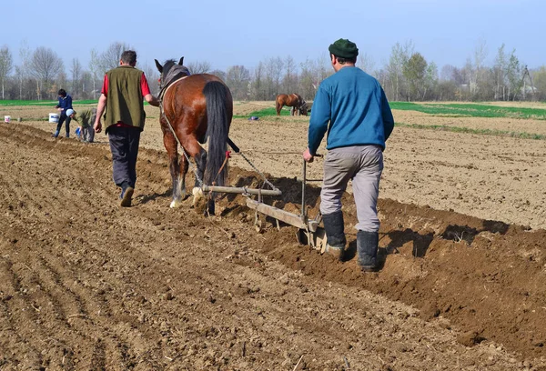 Kalush Ucraina Aprile Piantare Patate Vicino Alla Città Kalush Ucraina — Foto Stock