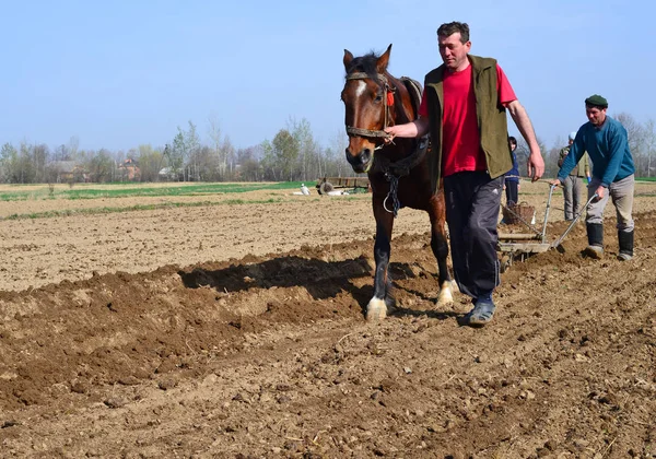 Kalusch Ukraine April Beim Pflanzen Von Kartoffeln Der Nähe Der — Stockfoto