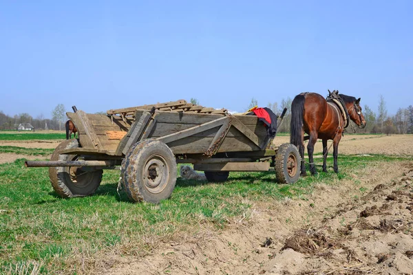 Horse Harnessed Cart Field — Zdjęcie stockowe
