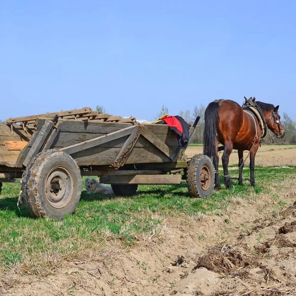 Horse Harnessed Cart Field — Zdjęcie stockowe