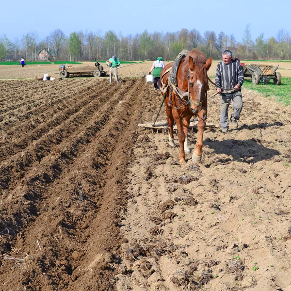 Kalush Oekraïne April Bij Het Planten Van Aardappelen Buurt Van — Stockfoto