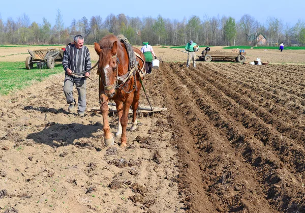 Kalusch Ukraine April Beim Pflanzen Von Kartoffeln Der Nähe Der — Stockfoto