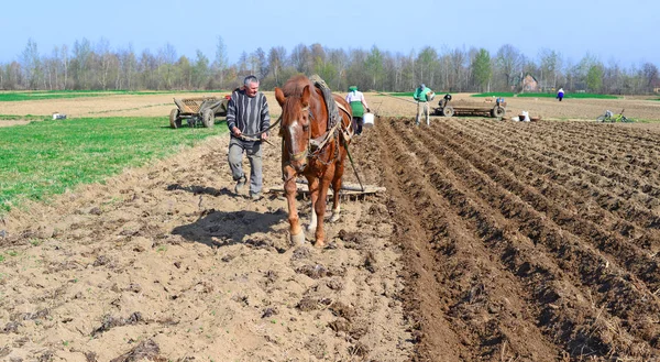 Kalusch Ukraine April Beim Pflanzen Von Kartoffeln Der Nähe Der — Stockfoto