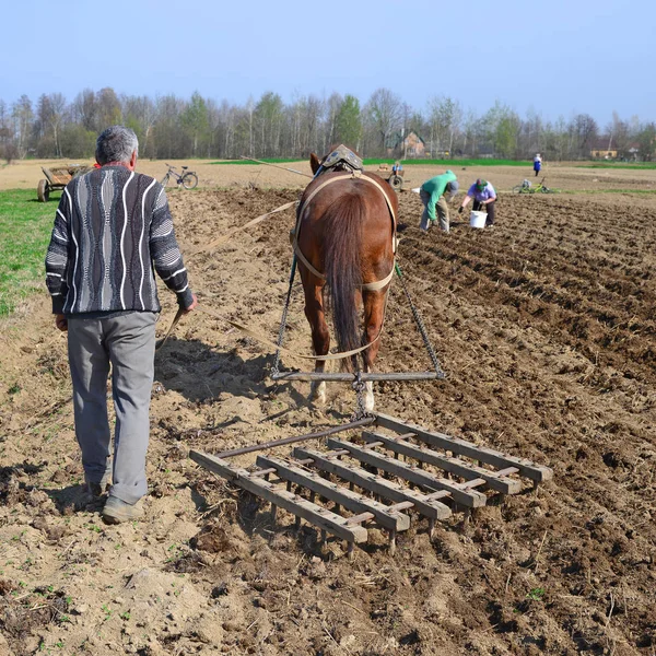 Kalusch Ukraine April Beim Pflanzen Von Kartoffeln Der Nähe Der — Stockfoto