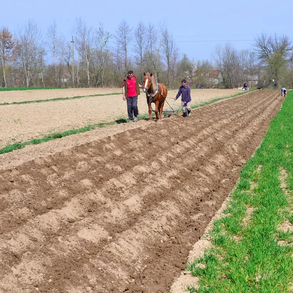 Kalush Ukraine April Planting Potatoes Town Kalush Western Ukraine April — Stock fotografie