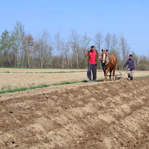 Kalusch Ukraine April Beim Pflanzen Von Kartoffeln Der Nähe Der — Stockfoto