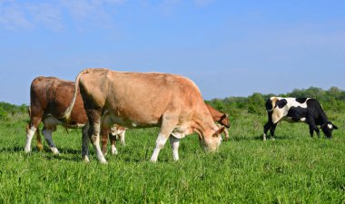 Yaz otlağında inekler