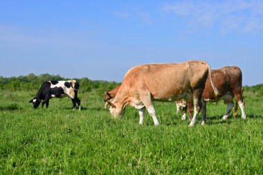Yaz otlağında inekler