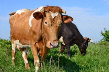 Yaz otlağında inekler