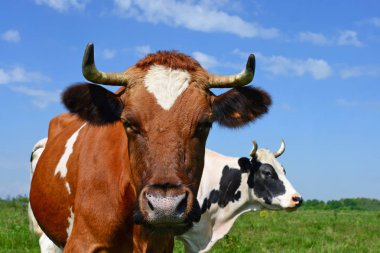 Yaz otlağında inekler