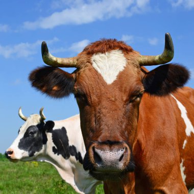 Yaz otlağında inekler