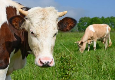 bir yaz mera derisindeki