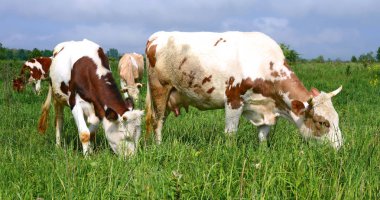 Yaz mera üzerinde anne yanında buzağı