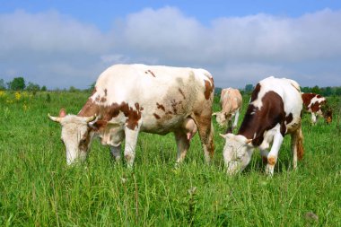 Yaz mera üzerinde anne yanında buzağı