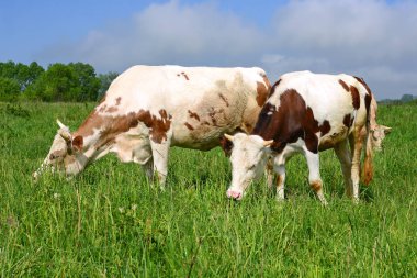 Yaz mera üzerinde anne yanında buzağı