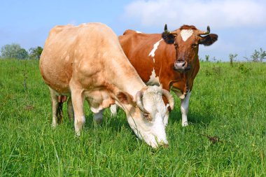 Yaz otlağında inekler