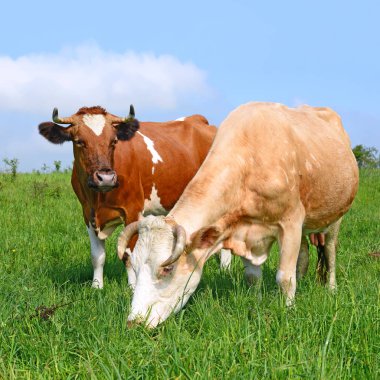 Yaz otlağında inekler