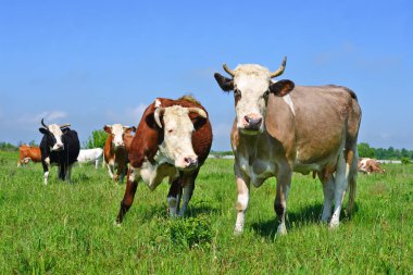 Yaz otlağında inekler