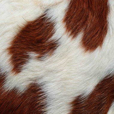 Fragment of a skin of a cow clipart