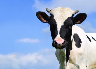 Başını gökyüzüne karşı buzağı