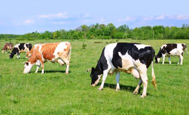 Yaz otlağında inekler