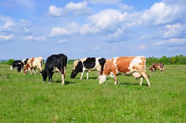 Yaz otlağında inekler