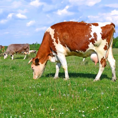 Yaz otlağında inekler