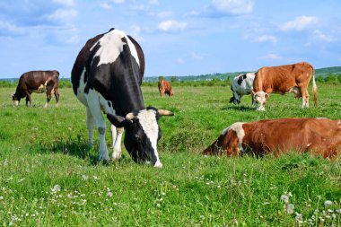 Yaz otlağında inekler