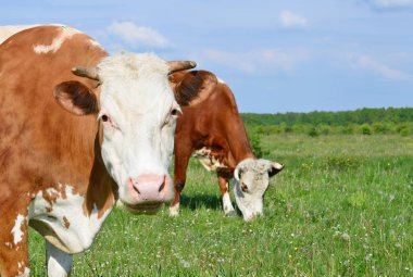 Yaz otlağında inekler