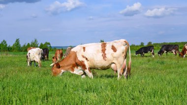 Yaz otlağında inekler